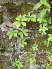 Parthenocissus quinquefolia