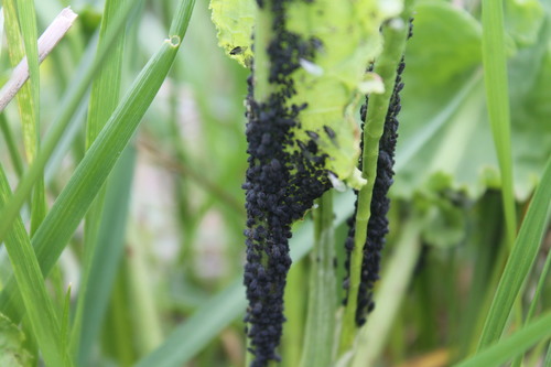 Bean Aphid photo 3