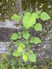 Rubus phoenicolasius