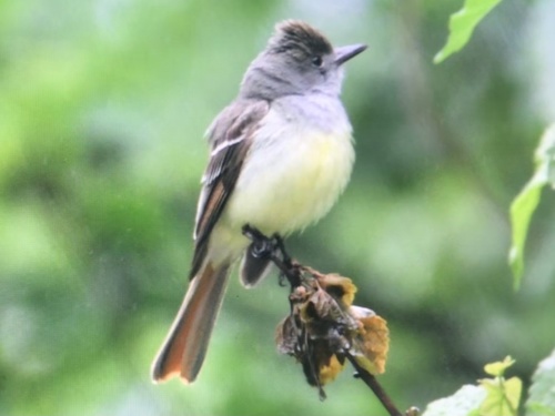 Great Crested Flycatcher