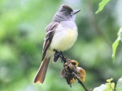Great Crested Flycatcher photo 3