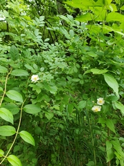 Rosa multiflora