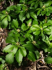 Pachysandra terminalis