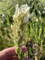 Astragalus hoodianus