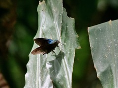 Telegonus alardus latia