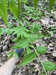 Ailanthus altissima