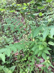 Ailanthus altissima