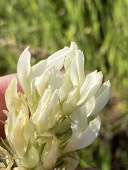 Astragalus hoodianus