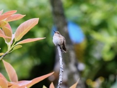 Selasphorus flammula