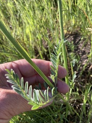 Astragalus hoodianus