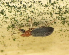 Notoxus murinipennis