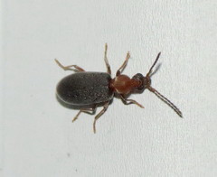 Notoxus murinipennis