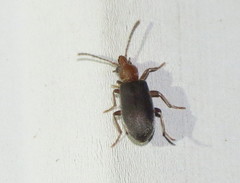 Notoxus murinipennis