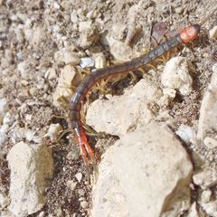 Scolopendra cingulata