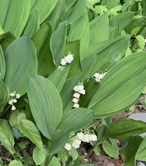 Convallaria majalis