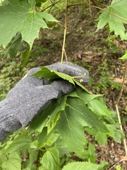 Acer platanoides