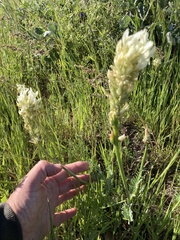 Astragalus hoodianus