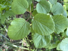 Viburnum ellipticum