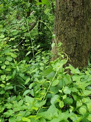 Celastrus orbiculatus
