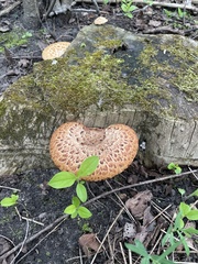 Cerioporus squamosus
