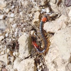 Scolopendra cingulata