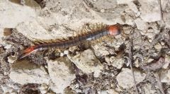 Scolopendra cingulata