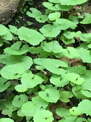Alliaria petiolata