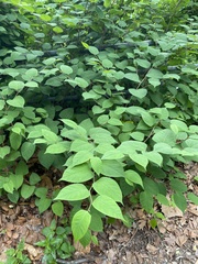 Reynoutria japonica