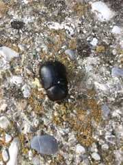 Pentodon bidens punctatus