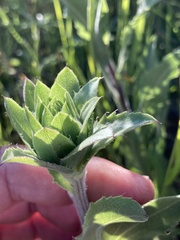 Pyrrocoma carthamoides