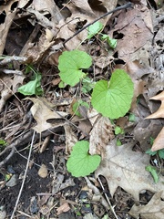 Alliaria petiolata