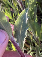 Pyrrocoma carthamoides