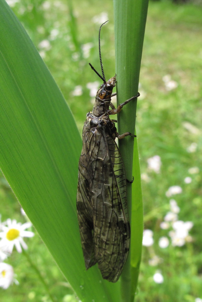Parachauliodes