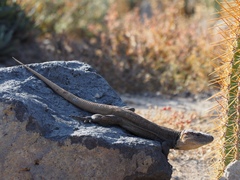 Gallotia stehlini