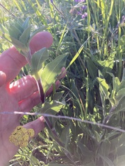 Pyrrocoma carthamoides