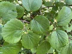 Viburnum ellipticum