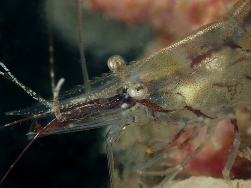 Oriental Shrimp, photo 2 of 10