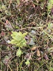 Chloropyron maritimum