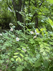 Rosa multiflora