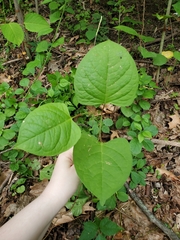 Reynoutria japonica