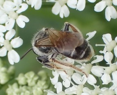 Andrena chrysosceles