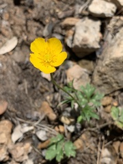 Ranunculus bulbosus aleae