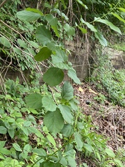 Celastrus orbiculatus