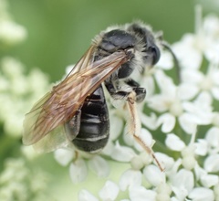 Andrena chrysosceles