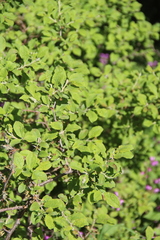 Prunus spinosa dasyphylla