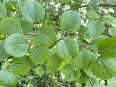 Viburnum ellipticum