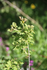 Prunus spinosa dasyphylla