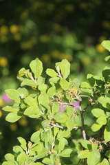 Prunus spinosa dasyphylla