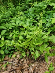 Celastrus orbiculatus