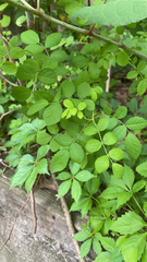 Rosa multiflora